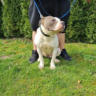 American bully xl - 4