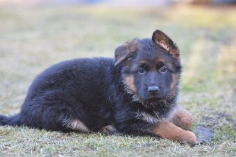 Štěňata NO s PP - 4