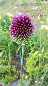 Allium sphaerocephalon - česnek kulatohlavý 1000 semen 50 Kč - 4