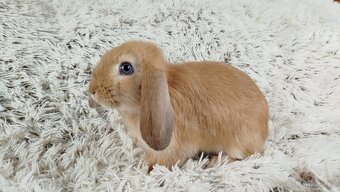 Zakrslý beránek, králíček, králík - RIKI - 4