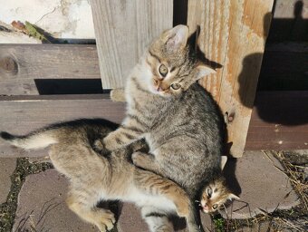 Daruji koťátka - 4