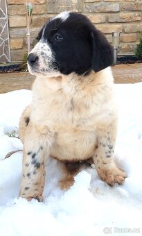 středoasijský pastevecký pes - 4