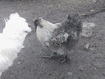 Kohouti hedvabnicky - 4