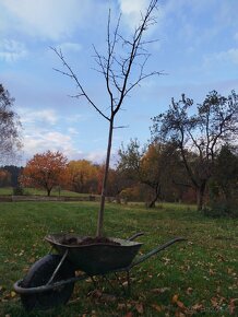 Lípa malolistá 2m - 4