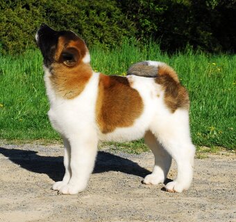 Americká Akita - 4