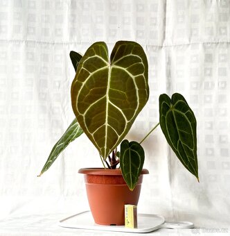 Anthurium Crystallinum Sametové srdce - 4