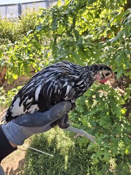 Kohoutci Marans měděnokrká a Hamburčanka - 4