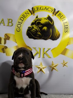 GLB TOKIO & CROWN BULLYS BARON American Bully - 4