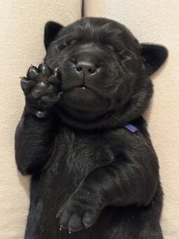 Labrador retriever - 4