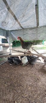 Marans modrá kohoutci - 4