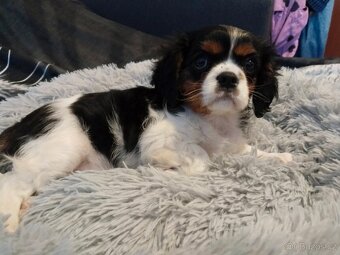 kavalír king charles španěl - 4