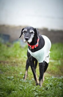 Libby - starší psí dáma, kříženec, cca 7 let - 4