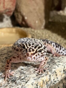 Gekončík noční, páreček s teráriem - 4