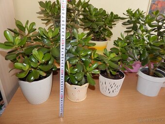 Tlustice pokojová rostlina (Crassula ovata) - 4