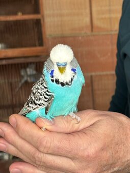 Andulky krotké a ochočené - 4