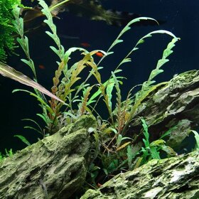 Akvarijni rostliny - Hygrophila Pinnatifida - 4