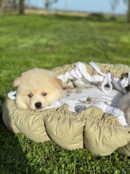 Pomsky / pomeranian / Husky - 4