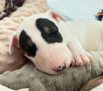 Bullterrier, Bullterier, Bulterier - 4