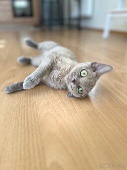 Devon Rex - 4