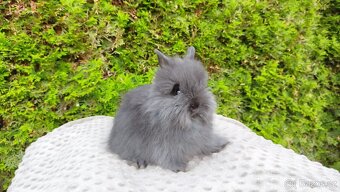 Zakrslý králík, králíček - TEDDY - OLAF, OLIVER, OLINA - 4