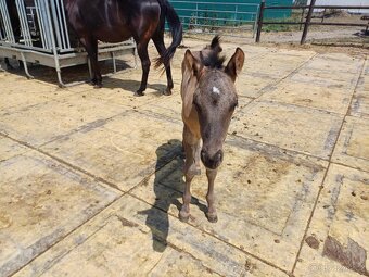LUXUSNÍ QUARTER HORSE GRULLO HOMOZYGOT NA ČERNOU - 4
