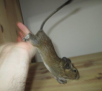 Osmák Degu - mláďata - 4