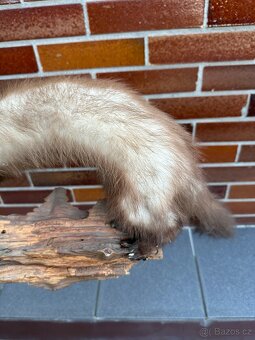 Kuna - preparace, vycpanina - 4