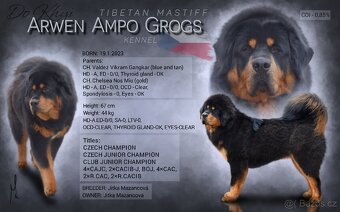Tibetská doga - štěňátka s PP - rezervace 2025/2026 - 4