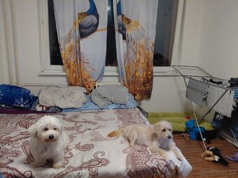 štěňata na prodej - 4