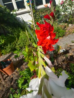 Hledám chatu k pronájmu Plzeň  Rokycany Dobřív, Strašice aj - 4