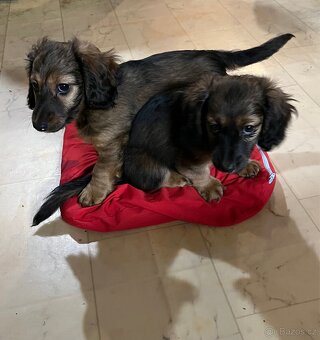 Jezevčík trpasličí dlouhosrstý - 4