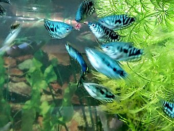 Čichavec Trichopodus Trichopterus var.COSBY - 4