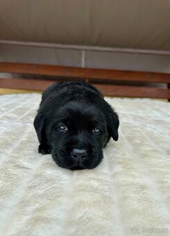 Labradorský Retriever s PP - 4