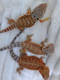 Agama vousata - 4
