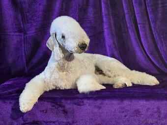 Bedlington teriér - 4