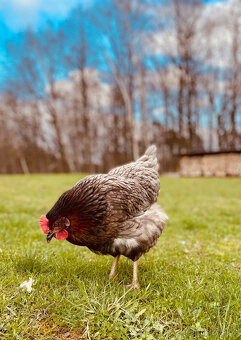 První jarní prodej kuřic 25.2.26 Borohrádek - 4