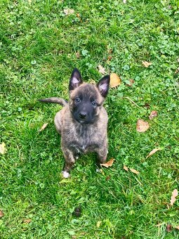 Prodám štěňátka - 4