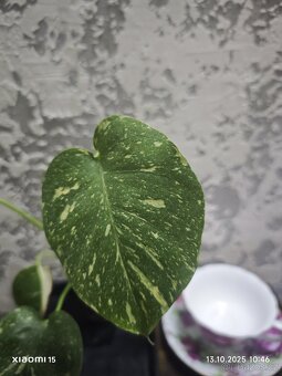 Monstera Thai 2. - 4