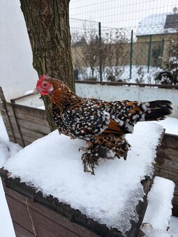 Zakrslá rousná - 4