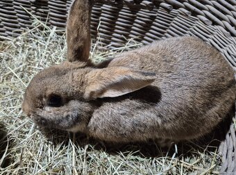 Kralik samec , kříženec českého červeného - 4