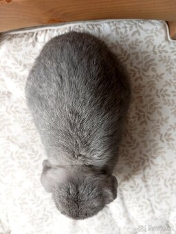 Zakrslý beránek králíček - 4