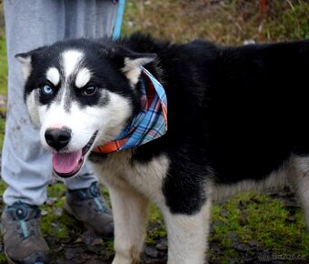 TAMINO K ADOPCI - SKORO ROČNÍ, S DVOUBAREVNÝMA KUKADLAMA - 4