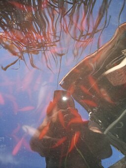 Koi kapr - 4