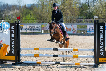 sportovní pony klisna - 4