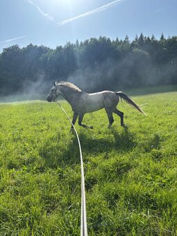 Valach do sportu - 4