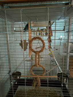 Agapornis Fischerův plus klec - 4