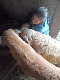 Zlatý retrívr fenka je v rezervaci - 4