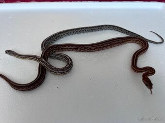 Úžovka červená - 4