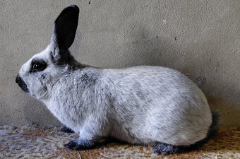 STŘÍBŘITÝ FRANCOUZSKÝ FS - 4