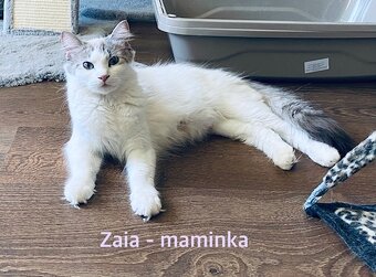 Ragdoll koťátka - 4